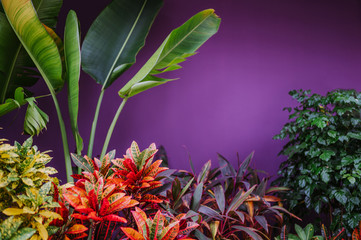 Obraz premium Colorful Croton Leaves Background. Codiaeum variegatum. Beautiful natural backdrop with tropical plant in a natural environment near a house with a purple wall on a local street of an Asian country