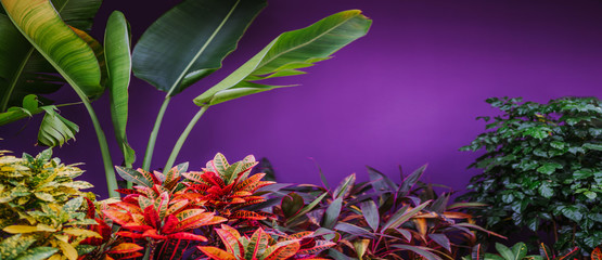 Colorful Croton Leaves Background.  Codiaeum variegatum. Beautiful natural backdrop with tropical plant in a natural environment near a house with a purple wall on a local street of an Asian country © Алина Троева