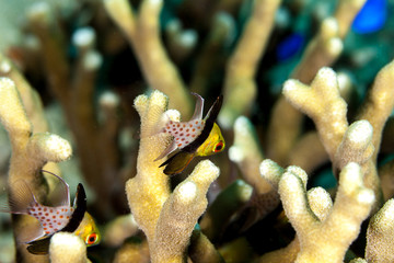 The surprising underwater world of the Indian and Pacifical Oceans