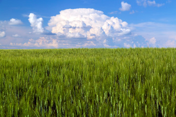 Prairie Wheat Field Saskatchewan Canada