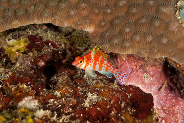 The surprising underwater world of the Indian and Pacifical Oceans