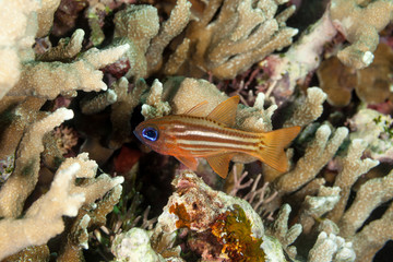 The surprising underwater world of the Indian and Pacifical Oceans