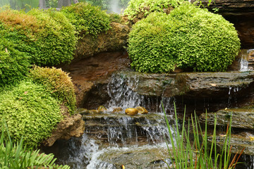 Green Nature Garden decoration of Mini waterfall set with stone and tropical fern plant forest patterns in the garden 
