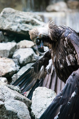 a white-headed vulture sits on stones and dries wings after rain