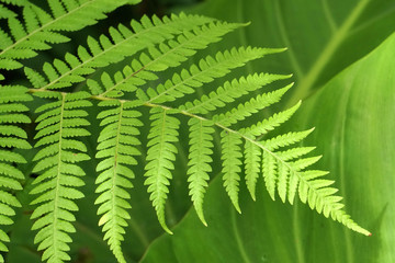 Macro Single Tropical Fern leaf with blurred background - Green nature image