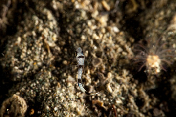 The surprising underwater world of the Indian and Pacifical Oceans