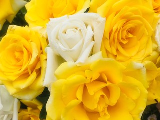 yellow rose background