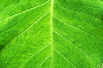 Nature - Macro Green Leaves surface backdrop - background texture - image