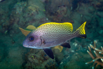 The surprising underwater world of the Indian and Pacifical Oceans