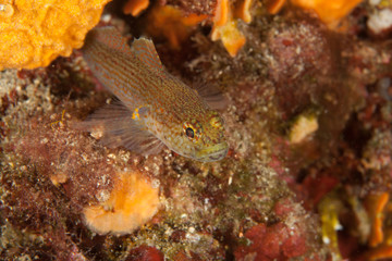 The surprising underwater world of the Indian and Pacifical Oceans