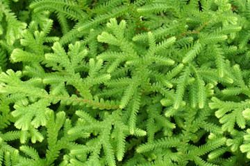 Macro mini tropical Fern leaf plants on the ground abstract background - Green nature patterns 