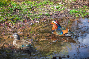 Mandarin ducks on a puddle in Isabella Plantation in Richmond Park, London