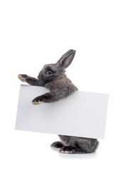 The rabbit holds a white sheet of paper for drawing text.