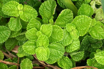 Top view of Spearmint, also known as garden mint, common , lamb  and mackerel , Kitchen mint -...