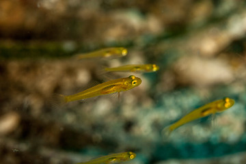 The surprising underwater world of the Indian and Pacifical Oceans