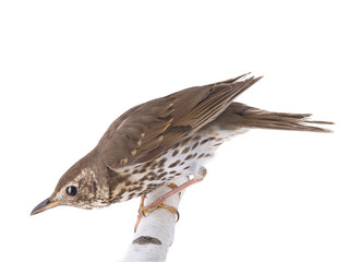 Song thrush isolated on a white background.