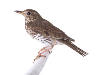 Song thrush isolated on a white background.
