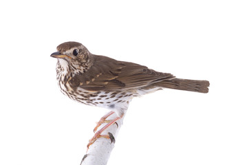 Song thrush isolated on a white background.