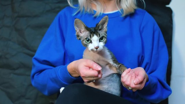 The cat is dancing in the arms of a girl. Stress relief in self-isolation COVID-19. Mental and physical relaxation.