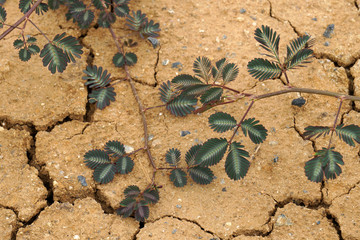 Nature Sensitive plant, sleepy plant , the touch-me-not or Mimosa pudica plant on  Dry soil land and cracked ground texture background - light brown color