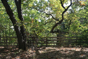 Nature Hike with Stairs and Waterfall