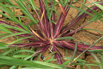 Purple grass plant on the ground 