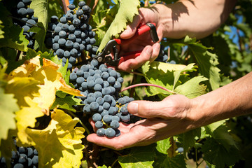 Grape Harvesting Shiraz Grapes Okanagan Valley