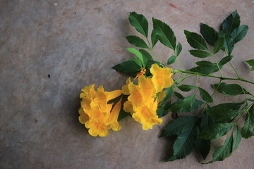 yellowflower greenleaves tree nature background beautiful colorful