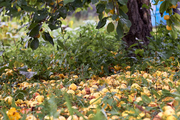 Fototapeta premium Ripe yellow apples lie on the ground under an Apple tree. Autumn harvest.