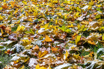 Rain drops on disgraced leaves in light of autumn sun