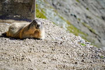 marmot in the european alps