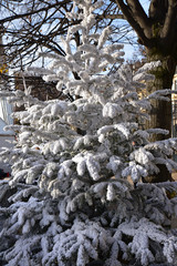 Sapin de No&euml;l blanc