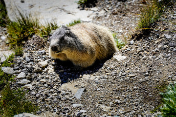 marmot in the european alps