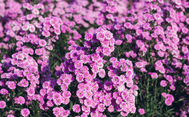 Colorful of margaret flower  blooming in the garden with sunlight, Nature background