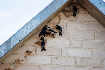 Swallow birds rebuilding their nests on house wall