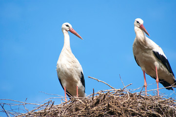 White storks couple standing in their nest