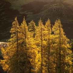 Majestic Autumn Fall landscape of backlit larch trees in Lake District viewed from Hallin Fell durnig a cold morning