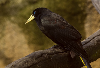 black cormorant on a branch