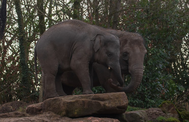 Fototapeta premium mama and baby elephant in the zoo