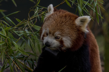 red panda looking very annoyed