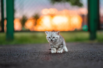 Grey Kitten Sitting in Sunshine in the Street