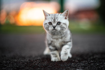 Grey Kitten Sitting in Sunshine in the Street