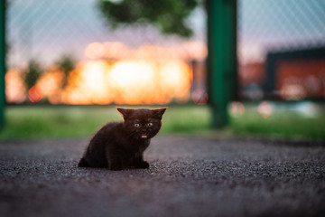 Black Kitten Sitting in Sunset in the Street