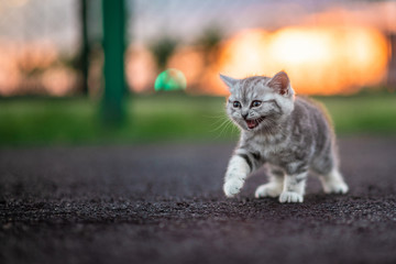 Grey Kitten Sitting in Sunshine in the Street