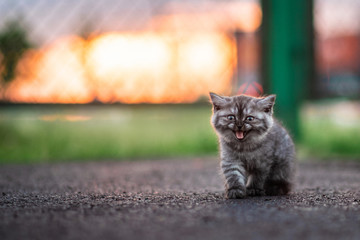 Grey Kitten Sitting in Sunshine in the Street