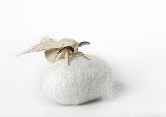 Silk Moth on Silk Cocoon against white background, copy space