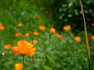 orange flowers Stolle in the garden, Russia.