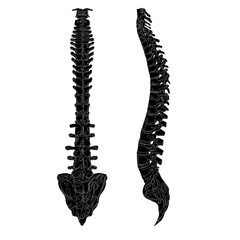 Back and side view of the spine. Realistic spine