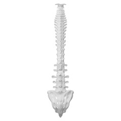 Back view of the spine on a white background