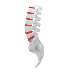 The spine is on the side. Realistic spine with sore and sore spots